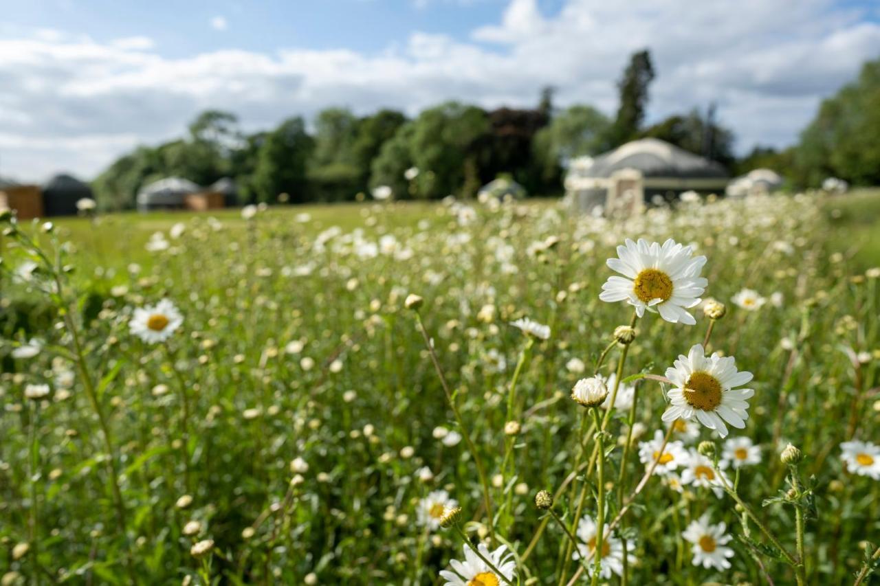 Wild Meadow, Lodge Farm, East Raynham Fakenham Eksteriør bilde